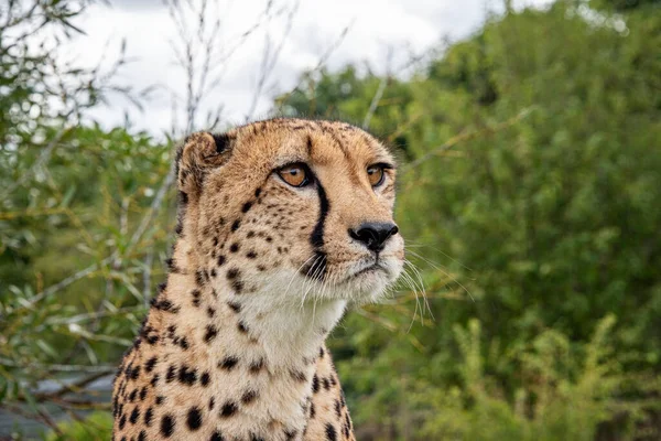 Cheetah Captivity Close — Stock Photo, Image