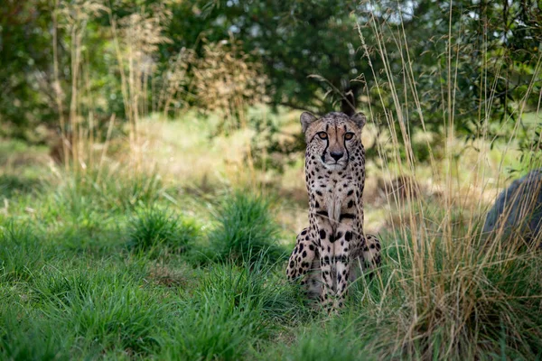 Gepard Zajetí Zblízka — Stock fotografie