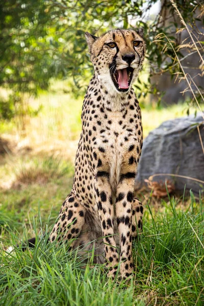 Cheetah Gevangenschap Close — Stockfoto