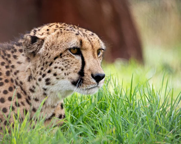 Gepard Zwierząt Naturze Trawy Flory Fauny Koncepcji — Zdjęcie stockowe