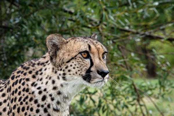 Gepardí Zvíře Přírodě Tráva Flóra Fauna Koncept — Stock fotografie