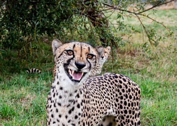 cheetah animal in nature, flora and fauna concept