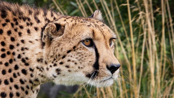 Cheeta Dier Natuur Gras Flora Fauna Concept — Stockfoto
