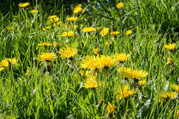 Dandelions Growing Wild Background View — Stock Photo, Image