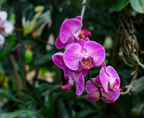 stock image beautiful purple orchid flowers, violet petals 