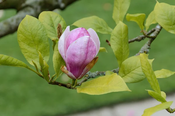 Hermosas Flores Magnolia Florecientes Concepto Floral — Foto de Stock