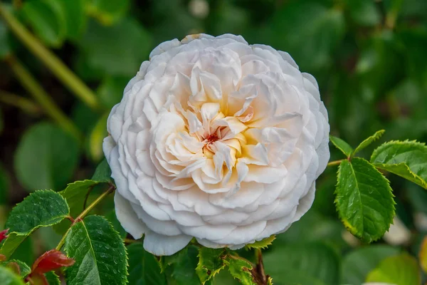 Закрытый Вид Красивую Розу Летняя Концепция — стоковое фото