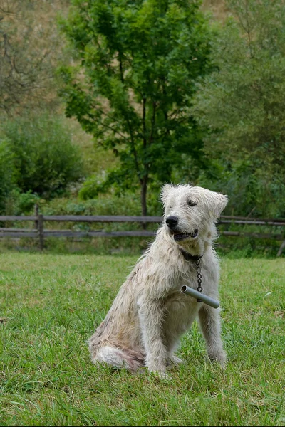 Ładny Pies Pasterski Karpatach — Zdjęcie stockowe