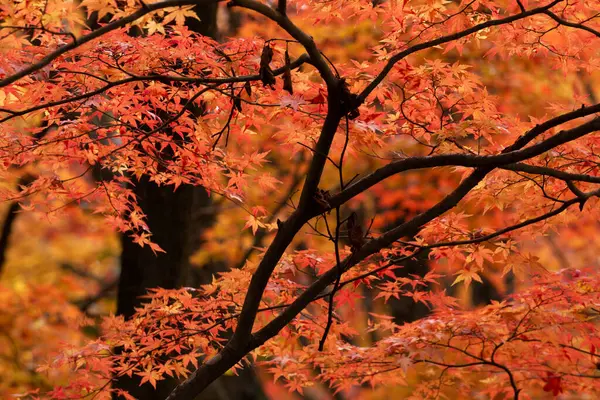 Κόκκινο Φόντο Φύλλα Φθινόπωρο — Φωτογραφία Αρχείου