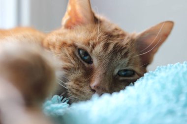 My cat chills on the windowsill in the sun and takes pictures