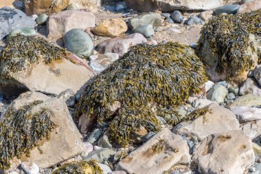 Deniz kıyısındaki kayalıklarda yosun