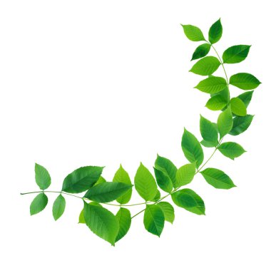 Beyaz arkaplanda yeşil yapraklar ayrık