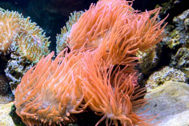 Kızıl denizde mercan ve balık