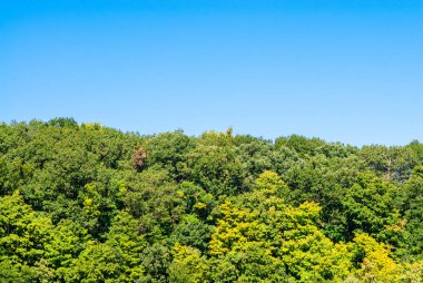 Mavi gökyüzüne karşı yemyeşil orman