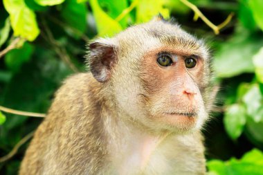 Bir makakın portresini kapat