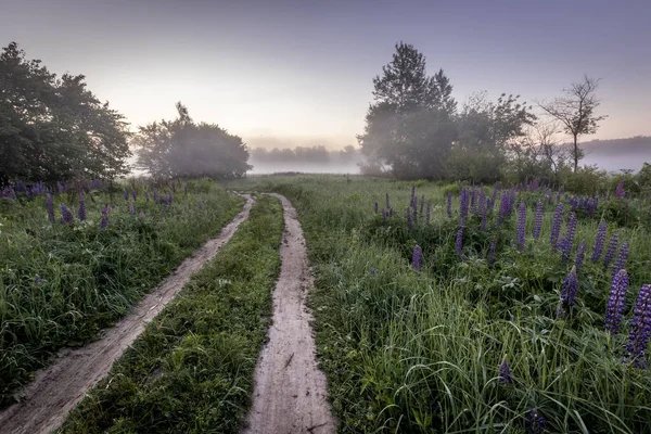 Twilight Field Covered Flowering Lupines Path Summer Morning Fog — Stockfoto