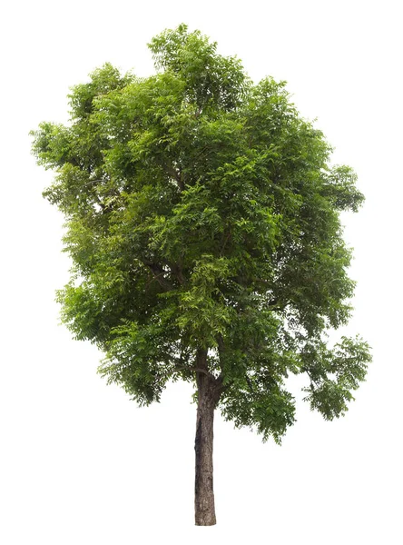 Beyaz Arkaplanda Güzel Yeşil Ağaç — Stok fotoğraf