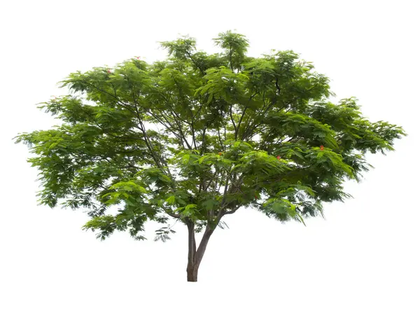 Vacker Grönt Träd Vit Bakgrund — Stockfoto