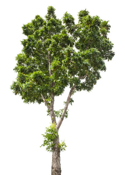 Schöner Grüner Baum Auf Weißem Hintergrund — Stockfoto