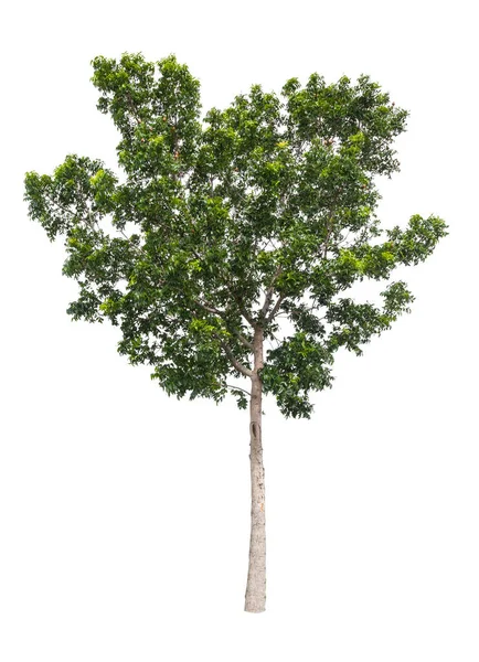 Bela Árvore Verde Fundo Branco — Fotografia de Stock