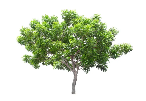 Piękne Zielone Drzewo Odizolowane Białym Tle — Zdjęcie stockowe