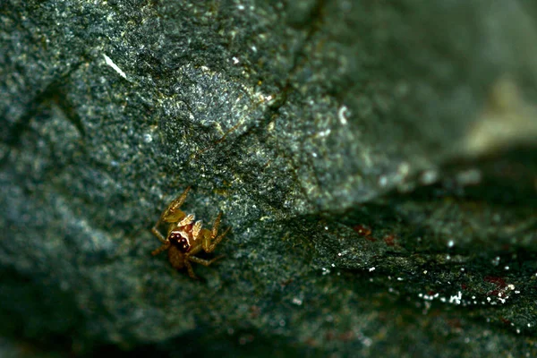 Macro Uma Pequena Aranha Saltitante Família Salticidae Escondida Numa Rocha — Fotografia de Stock