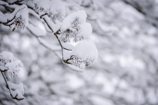 Ветка Дерева Покрыта Обильным Снегом Зимний Сезон — стоковое фото