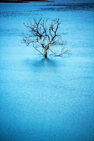 Martwych Drzew Wodzie — Zdjęcie stockowe