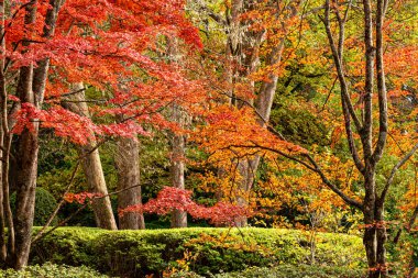 Beautiful trees in various colours in Autumn