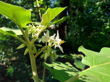 Solanum torvum (hindi üzümü, rickly itüzümü, kışt-kışt çalısı, yabani patlıcan, bezelye patlıcan, bezelye patlıcan, kantsi, konsusua) veya yaygın olarak pokak patlıcan ve çiçek olarak bilinir. En küçük patlıcan.
