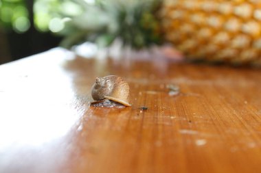 Üç salyangoz ormanda sürünüyor.