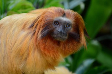 Altın aslan tamarin portresi (Leontopithecus rosalia). Tarım tarlalarına yol açmak için kaçak avcılar ve orman habitatı tarafından yok edildiği için en çok tehlike altındaki hayvanlardan biri haline geldi..