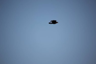 Mavi gökyüzünde uçuşan siyah ardıç kuşu