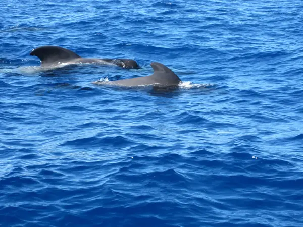 낮에는 바다에서 수영하는 돌고래 — 스톡 사진