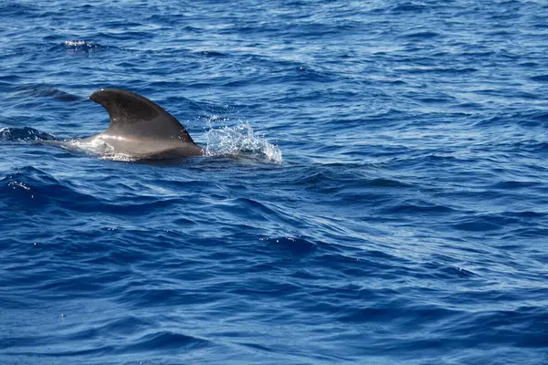Δελφίνια Που Κολυμπούν Στη Θάλασσα Την Ημέρα — Φωτογραφία Αρχείου