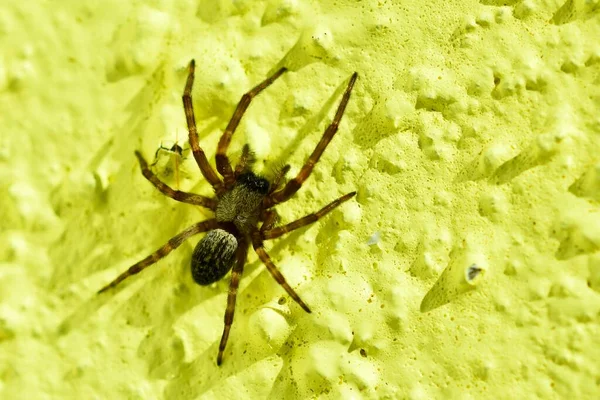 Macro Common House Spider Parasteatoda Tepidariorum Название Дом Паук Является — стоковое фото