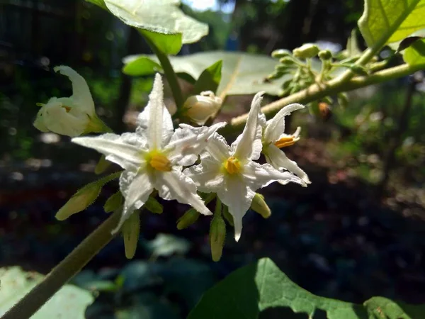 Solanum Torvum Turkiet Bär Rickly Nattskugga Shoo Shoo Buske Vild — Stockfoto