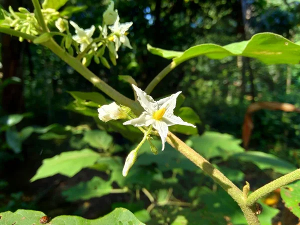 Solanum Torvum Indyk Jagodowy Rickly Nightshade Shoo Shoo Bush Dziki — Zdjęcie stockowe