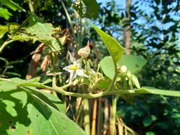 Solanum Torvum Turkse Bes Rickly Nachtschade Shoo Shoo Bush Wilde — Stockfoto