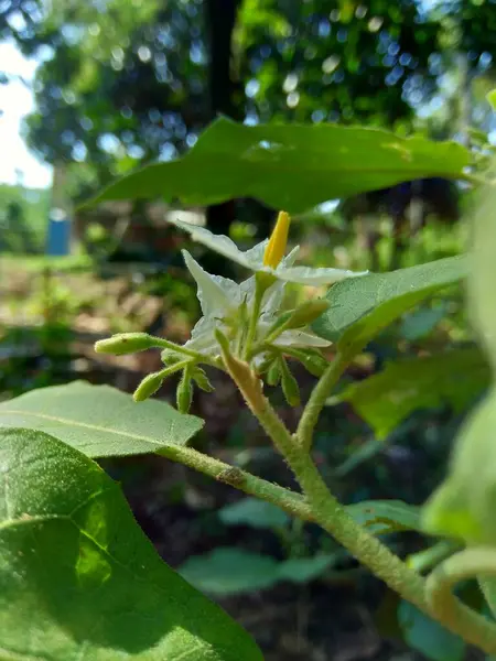 Solanum Torvum Turkey Berry Rickly Nightshade Shoo Shoo Bush Wild — Stock Photo, Image