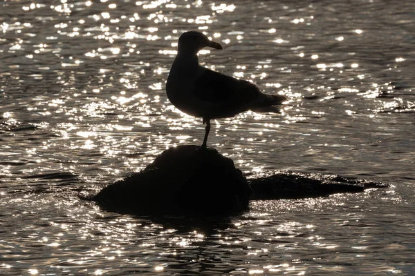 Silhouette Bird Pacific Gull Standing Stone Surrounded Glare Reflection Water — Stock Photo, Image