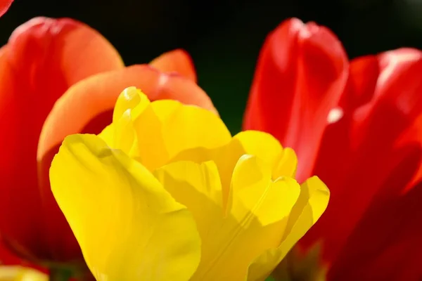 美しい庭のチューリップの花 ユリ科 鮮やかな赤と黄色のクローズアップ写真 フィールドの浅い深さ — ストック写真
