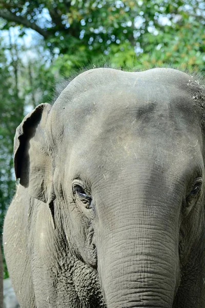 Portret Zbliżeniowy Słonia Azjatyckiego Elephas Maximus Pokazujący Teksturę Skóry Zwierzęcia — Zdjęcie stockowe