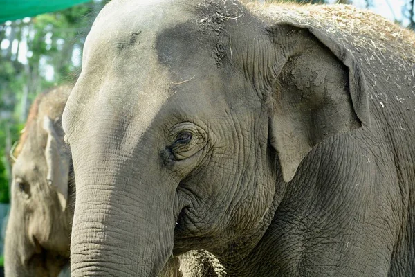 Portret Zbliżeniowy Słonia Azjatyckiego Elephas Maximus Pokazujący Teksturę Skóry Zwierzęcia — Zdjęcie stockowe