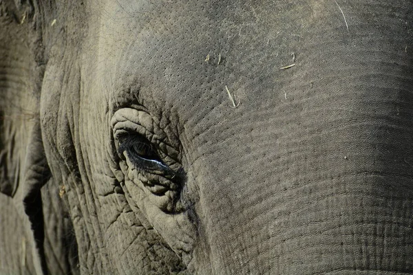 Close Portrait Asian Elephant Elephas Maximus Showing Texture Animal Skin — Zdjęcie stockowe