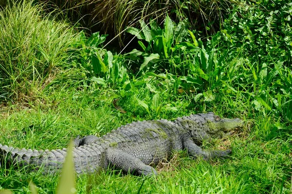 American Alligator Alligator Mississippiensis Sometimes Referred Colloquially Agatoror Common Alligator — Stock Photo, Image