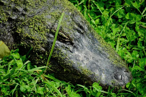 American Alligator Alligator Mississippiensis Sometimes Referred Colloquially Agatororcommon Alligator Largecrocodilianreptileendemic — Stock Photo, Image