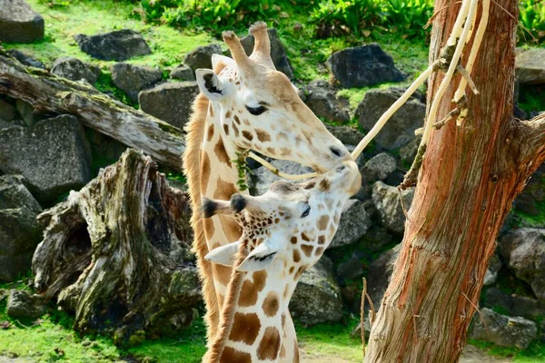 Жираф Giraffa Camelopardalis Африканський Безневинний Ссавець Найвища Жива Наземна Тварина — стокове фото