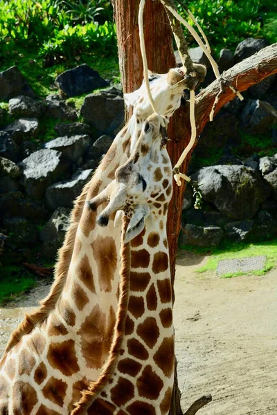 Girafa Giraffa Camelopardalis Ungulatemammal Africano Animal Terrestre Mais Vivo Maior — Fotografia de Stock