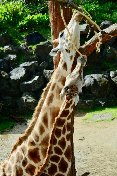Giraffe Giraffa Camelopardalis Africaneven Toed Ungulate Mammal Tallest Living Terrestrial — Stock Photo, Image